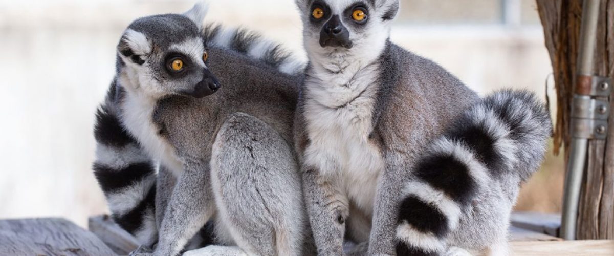 Ring-Tailed-Lemur(1)