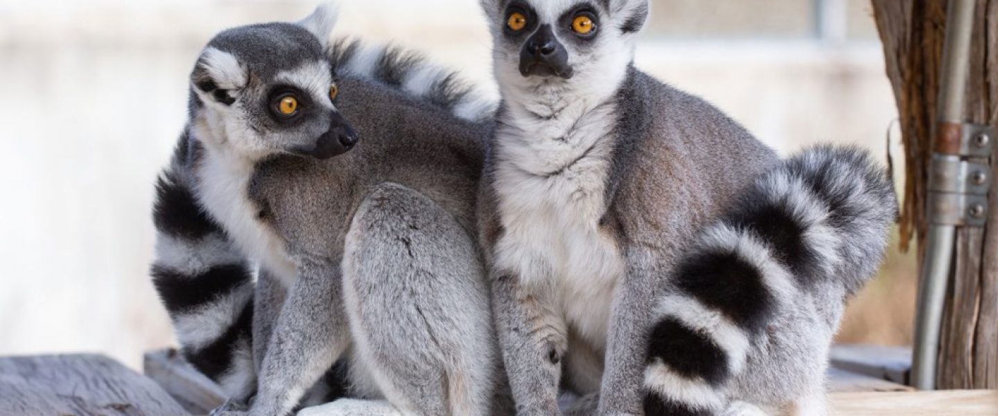 Ring-Tailed-Lemur(1)