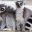 Ring-Tailed-Lemur(1)