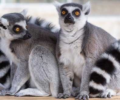 Ring-Tailed-Lemur(1)