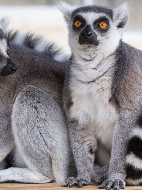 Ring-Tailed-Lemur(1)