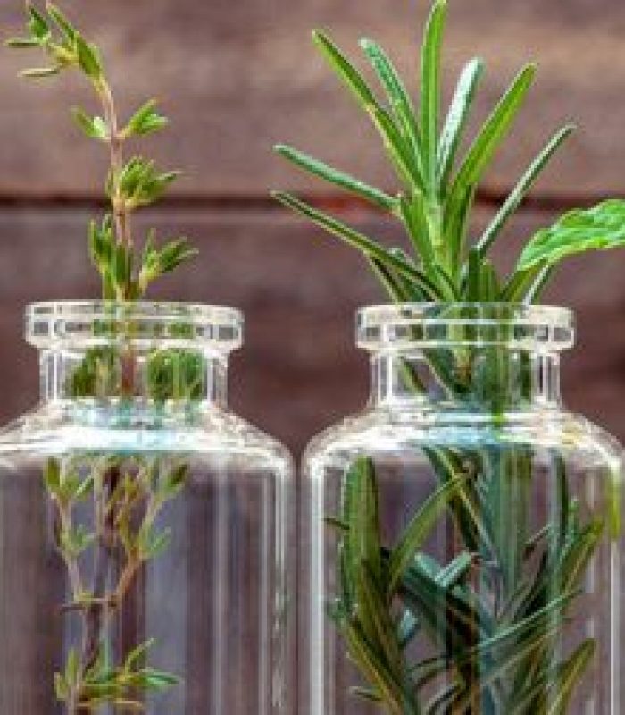 WellBeanOil(1)